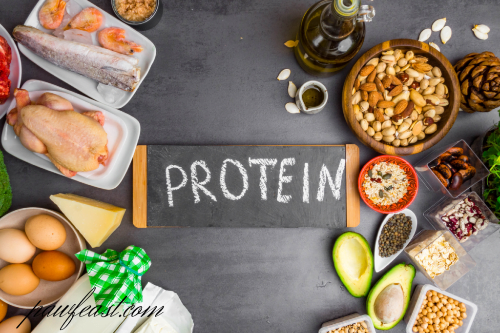 protein : dog meal plan